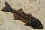 Stunning Green River Fossil Fish Mural with Several Species #342449-1